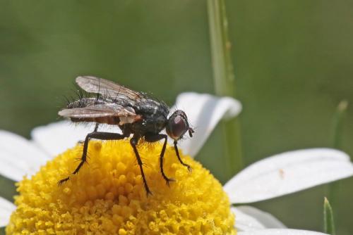 Stevenia sp.